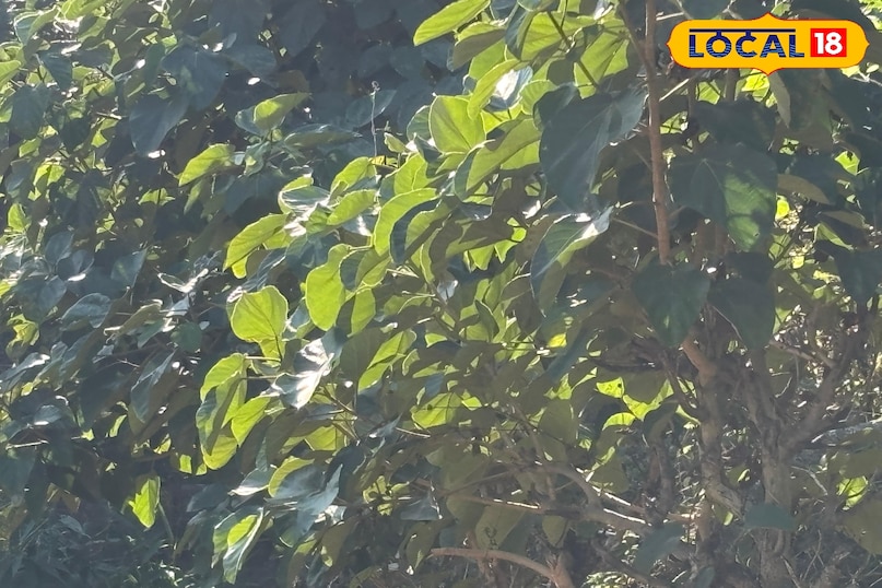 Timil leaves enhance the taste and aroma Timil leaves enhance the taste and aroma