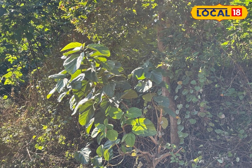 Also useful as animal feed Also useful as animal feed