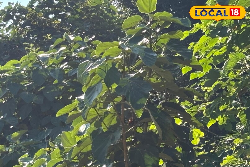 Leaves balance oily food Leaves balance oily food