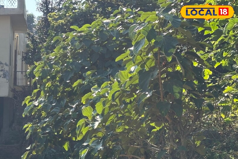 Playing an important role in environmental protection Playing an important role in environmental protection