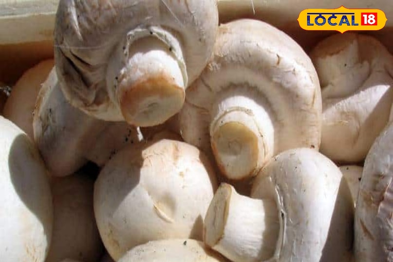 Mushroom soup is also helpful in controlling weight.