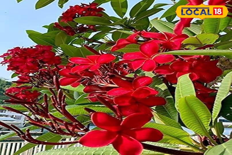News 18 