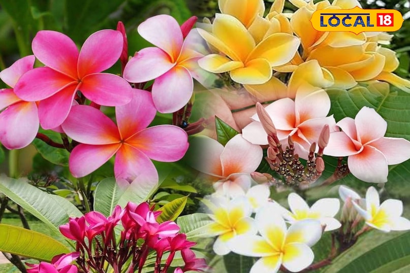 gardening tips 