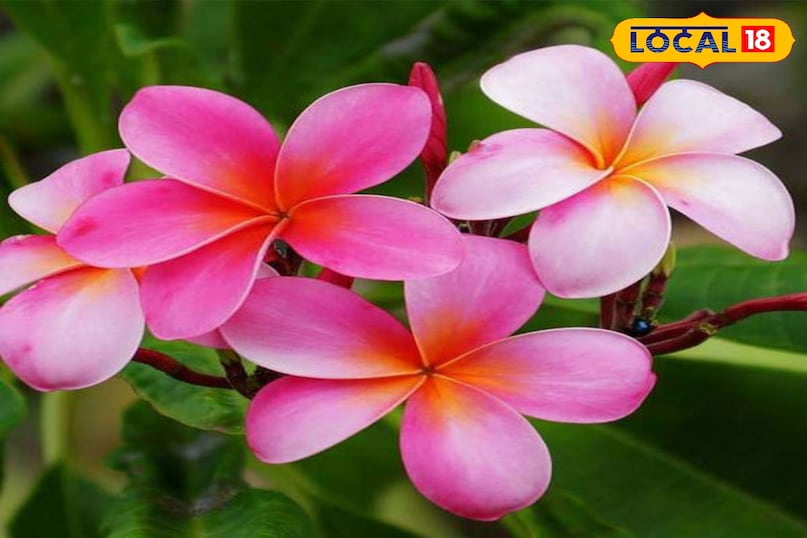News 18 