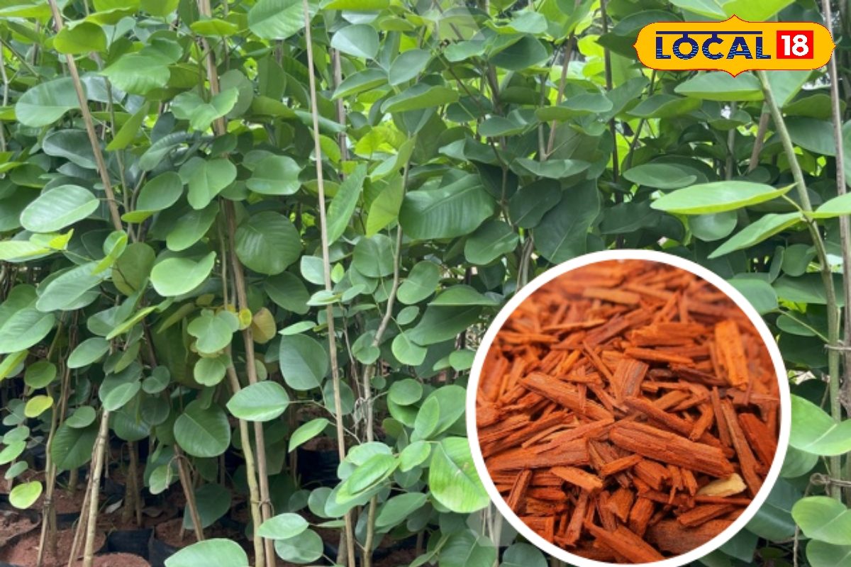 Gardening Tips: महंगा लेकिन बेहद खास! लाल सोना बालकनी में उगाएं जानें ट्रिक