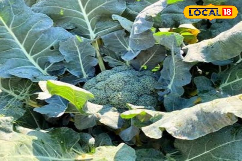 ब्रोकली