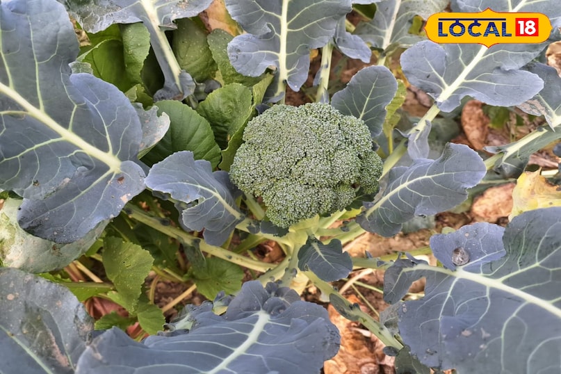 ब्रोकली