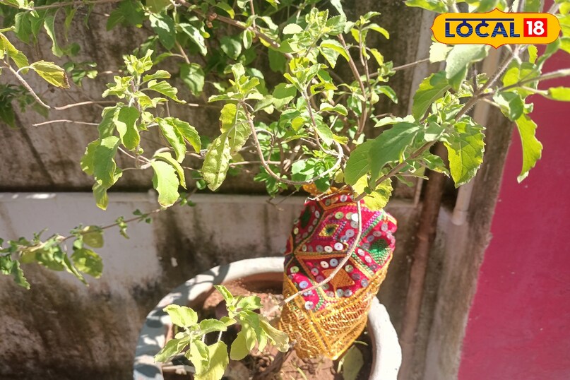 तुलसी का पौधा