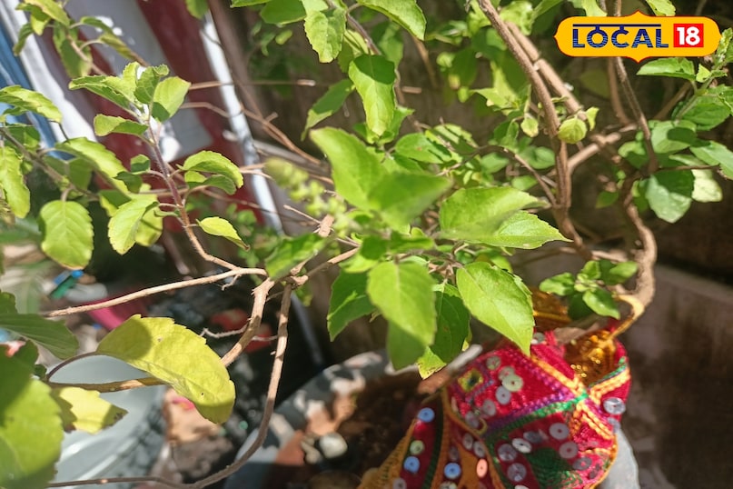 तुलसी का पौधा 