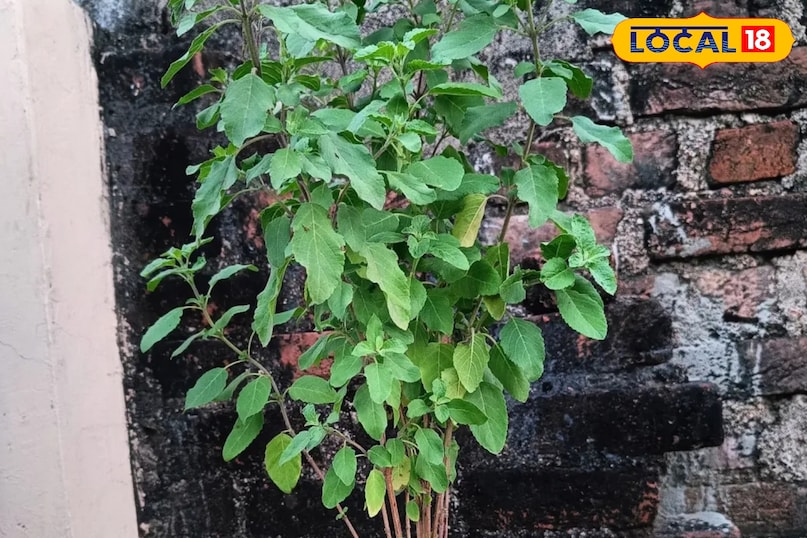 तुलसी का पौधा 