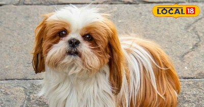 डॉग परफ्यूम