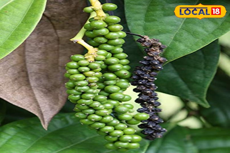 कीटों और बीमारियों से बचाव पत्तियों की निचली सतह और नई कलियों को रेगुलर चेक करते रहें। नीम के तेल का स्प्रे बनाकर 10 दिन में एक बार छिड़कें। मिट्टी को ज्यादा गीला न रखें। हल्का फफूंद दिखे तो दालचीनी पाउडर मिट्टी पर छिड़क दें। लहसुन की कुछ कलियाँ पीसकर पानी में उबालें, ठंडा करके छान लें और इस पानी का स्प्रे करें। कीटों और बीमारियों से बचाव पत्तियों की निचली सतह और नई कलियों को रेगुलर चेक करते रहें। नीम के तेल का स्प्रे बनाकर 10 दिन में एक बार छिड़कें। मिट्टी को ज्यादा गीला न रखें। हल्का फफूंद दिखे तो दालचीनी पाउडर मिट्टी पर छिड़क दें। लहसुन की कुछ कलियाँ पीसकर पानी में उबालें, ठंडा करके छान लें और इस पानी का स्प्रे करें।