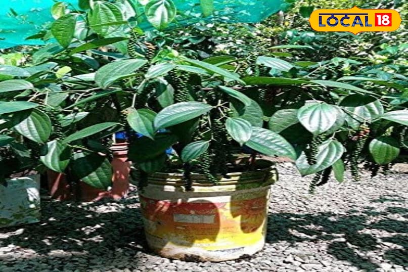 धूप, पानी और खाद का सही प्रबंधन काली मिर्च के पौधे को रोजाना 4-6 घंटे की अच्छी धूप चाहिए। बालकनी में ऐसी जगह रखें जहाँ सुबह की धूप आती हो। गर्मियों में रोज़ाना हल्का पानी दें। सर्दियों में मिट्टी सूखने पर पानी दें। हर 3-4 हफ्ते में एक बार जैविक खाद दें। वर्मीकम्पोस्ट, गोबर की खाद, या फल-फूल बढ़ाने वाली तरल खाद दी जा सकती है। धूप, पानी और खाद का सही प्रबंधन काली मिर्च के पौधे को रोजाना 4-6 घंटे की अच्छी धूप चाहिए। बालकनी में ऐसी जगह रखें जहाँ सुबह की धूप आती हो। गर्मियों में रोज़ाना हल्का पानी दें। सर्दियों में मिट्टी सूखने पर पानी दें। हर 3-4 हफ्ते में एक बार जैविक खाद दें। वर्मीकम्पोस्ट, गोबर की खाद, या फल-फूल बढ़ाने वाली तरल खाद दी जा सकती है।