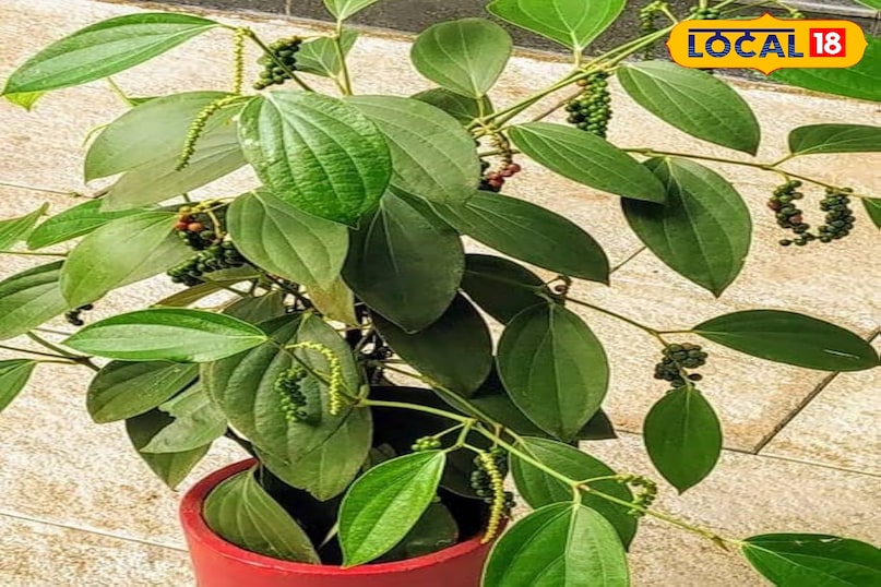 कटिंग से नया पौधा तैयार करना किसी स्वस्थ काली मिर्च के पौधे से एक 4-6 इंच लंबी, हरी और स्वस्थ टहनी काट लें। नीचे के पत्ते हटा दें।कटिंग के निचले सिरे को रूटिंग हॉर्मोन पाउडर में डुबो सकते हैं इससे जड़ें जल्दी निकलती हैं। कटिंग से नया पौधा तैयार करना किसी स्वस्थ काली मिर्च के पौधे से एक 4-6 इंच लंबी, हरी और स्वस्थ टहनी काट लें। नीचे के पत्ते हटा दें।कटिंग के निचले सिरे को रूटिंग हॉर्मोन पाउडर में डुबो सकते हैं इससे जड़ें जल्दी निकलती हैं।