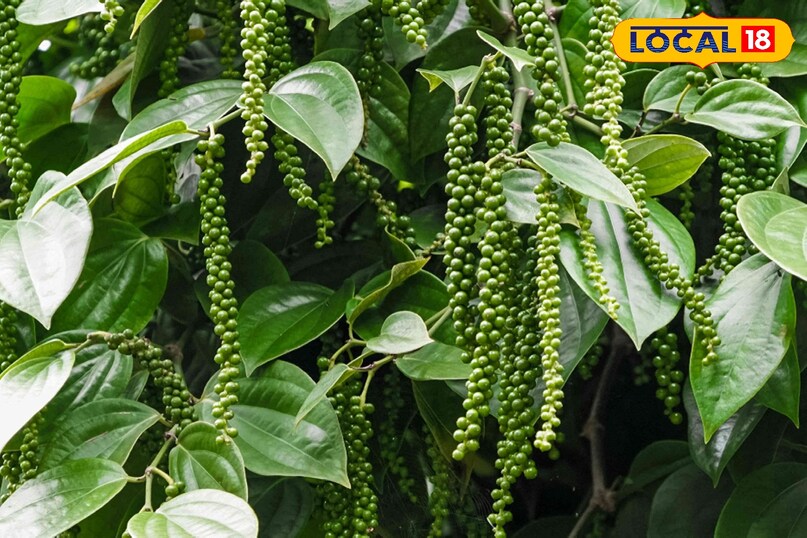 काली मिर्च सिर्फ एक मसाला नहीं बल्कि एक औषधीय गुणों से भरपूर पदार्थ है। इसे ब्लैक गोल्ड भी कहा जाता है काली मिर्च में एंटी-बैक्टीरियल और एंटी-ऑक्सीडेंट गुण पाए जाते हैं जो सर्दी-जुकाम, खांसी और संक्रमण से बचाव करती है। घर की बालकनी में काली मिर्च का पौधा उगाना एक बहुत ही अच्छा अनुभव हो सकता है। यहाँ 5 आसान तरीके दिए गए हैं जिनसे आप सफलता पा सकते हैं काली मिर्च सिर्फ एक मसाला नहीं बल्कि एक औषधीय गुणों से भरपूर पदार्थ है। इसे ब्लैक गोल्ड भी कहा जाता है काली मिर्च में एंटी-बैक्टीरियल और एंटी-ऑक्सीडेंट गुण पाए जाते हैं जो सर्दी-जुकाम, खांसी और संक्रमण से बचाव करती है। घर की बालकनी में काली मिर्च का पौधा उगाना एक बहुत ही अच्छा अनुभव हो सकता है। यहाँ 5 आसान तरीके दिए गए हैं जिनसे आप सफलता पा सकते हैं