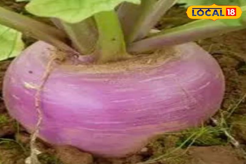 शलजम शलजम