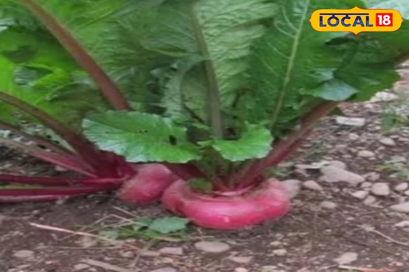 शलजम शलजम