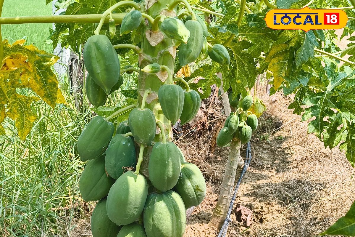 1 पेड़, 100 किलो... किसान पपीते की इस किस्म की करें खेती, होगी तगड़ी कमाई