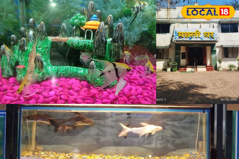 ठंड में घूमने वालों की पहली पसंद बना कानन पेंडारी जू, बढ़ रही है पर्यटकों की भीड़ ठंड में घूमने वालों की पहली पसंद बना कानन पेंडारी जू, बढ़ रही है पर्यटकों की भीड़