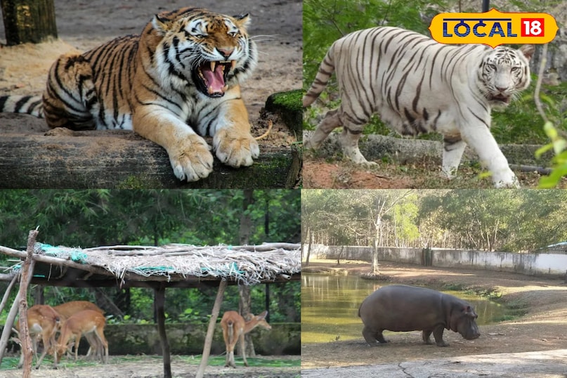 ठंड में घूमने वालों की पहली पसंद बना कानन पेंडारी जू, बढ़ रही है पर्यटकों की भीड़ ठंड में घूमने वालों की पहली पसंद बना कानन पेंडारी जू, बढ़ रही है पर्यटकों की भीड़