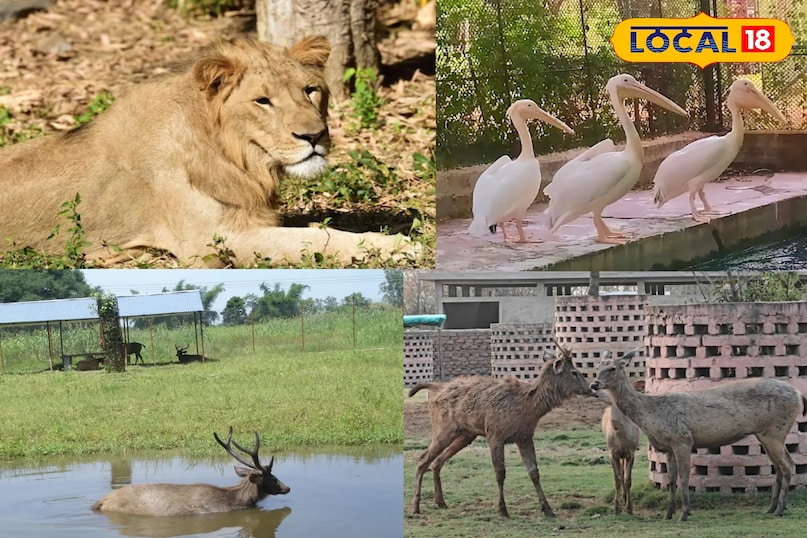 ठंड में घूमने वालों की पहली पसंद बना कानन पेंडारी जू, बढ़ रही है पर्यटकों की भीड़ ठंड में घूमने वालों की पहली पसंद बना कानन पेंडारी जू, बढ़ रही है पर्यटकों की भीड़