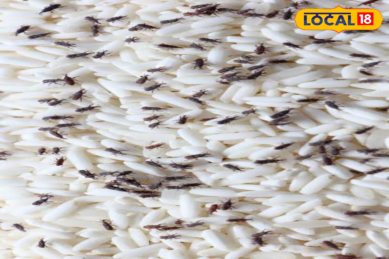 চালে গিজগিজ করছে কালো পোকা, ২-৩ ঘণ্টা ফেলে রাখুন কড়া রোদে, পোকার বংশ হবে নির্বংশ চালে গিজগিজ করছে কালো পোকা, ২-৩ ঘণ্টা ফেলে রাখুন কড়া রোদে, পোকার বংশ হবে নির্বংশ