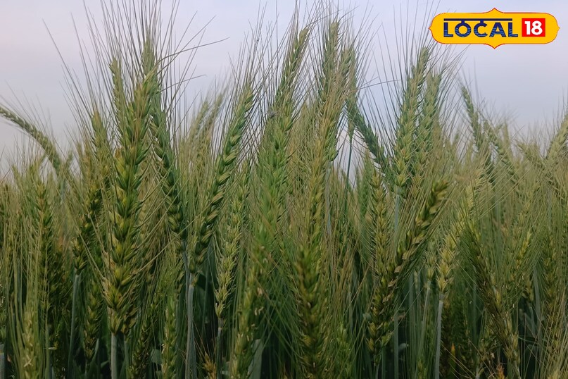 गेहूं की बेस्ट वैराइटी