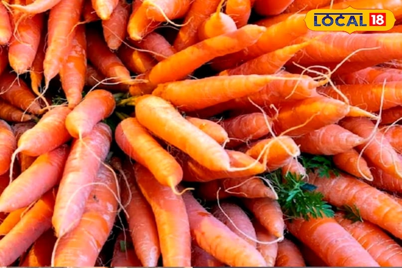 gajar tips gajar tips