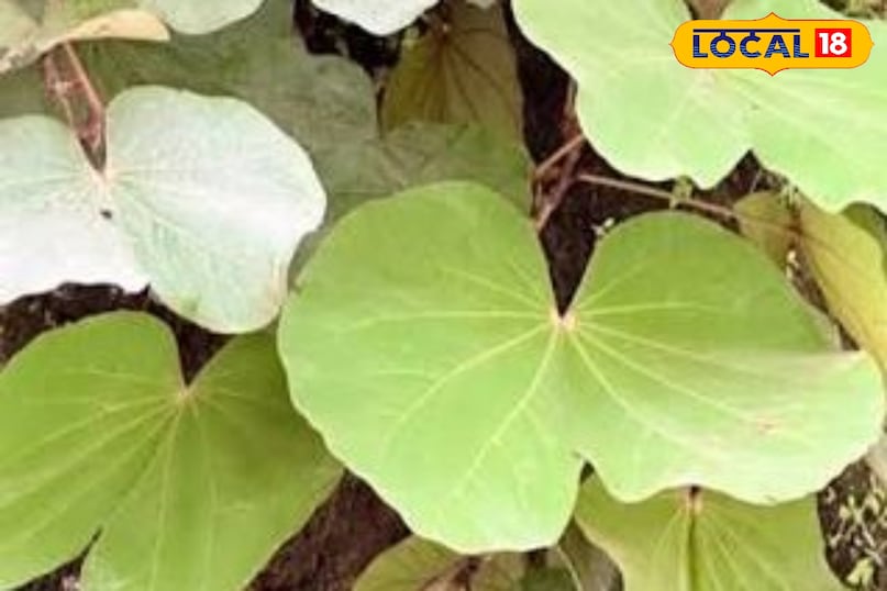 Maalu Leaf Uttarakhand Maalu Leaf Uttarakhand