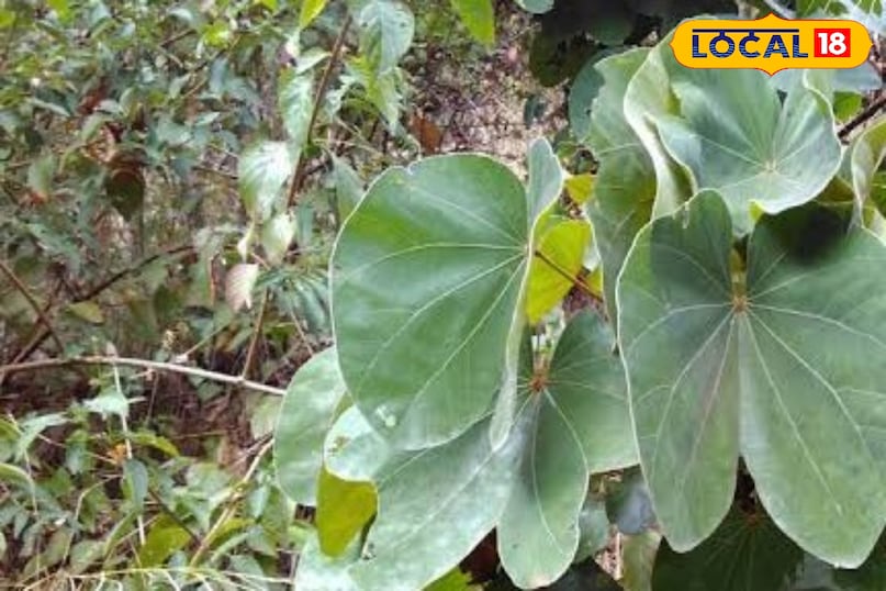 Maalu Leaf Uttarakhand Maalu Leaf Uttarakhand