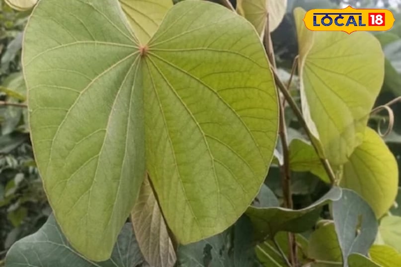 Maalu Leaf Uttarakhand Maalu Leaf Uttarakhand