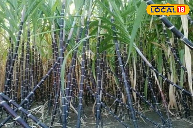 गन्ना गन्ना