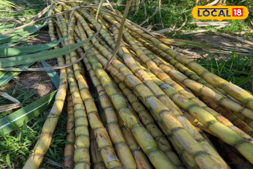 गन्ना गन्ना