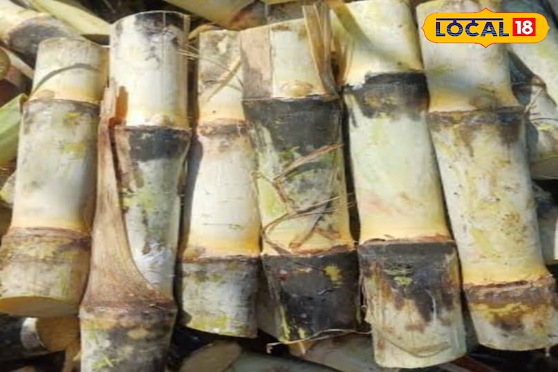 गन्ना गन्ना