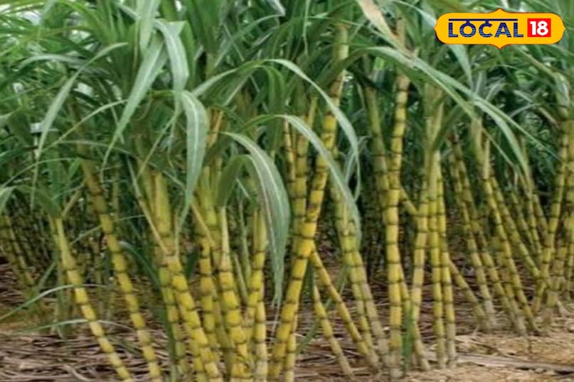 गन्ना गन्ना