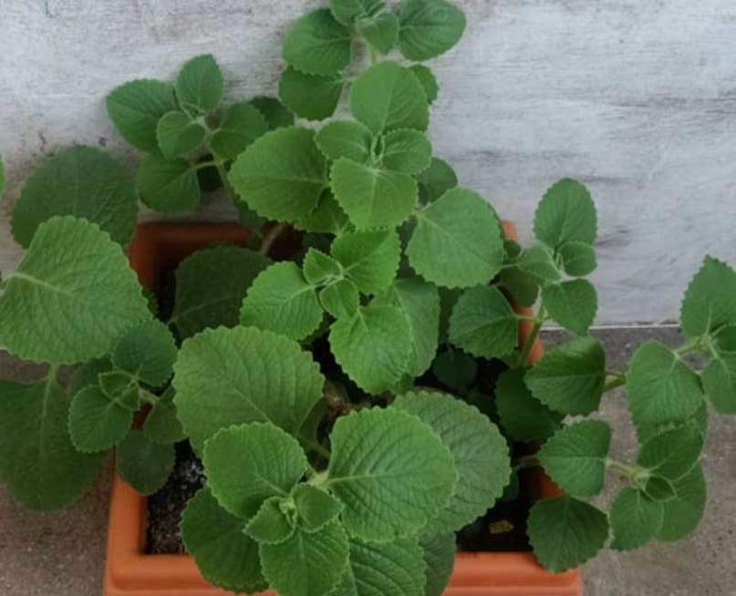 अजवाइन की पत्तियां, जिनमें थाइमोल और कारवाक्रोल जैसे औषधीय तत्व पाए जाते हैं।