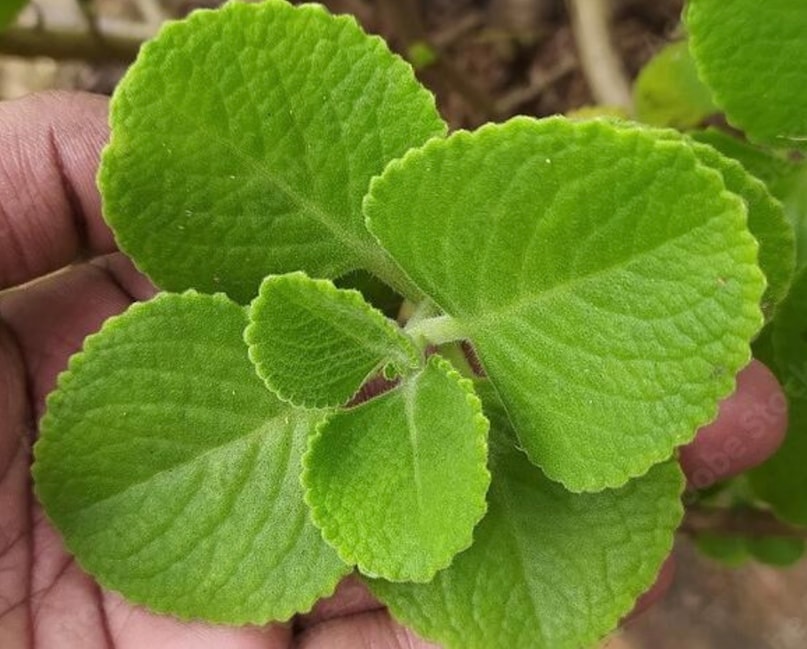 तोड़ने पर तुरंत तेज सुगंध छोड़ने वाली अजवाइन की पत्तियां।