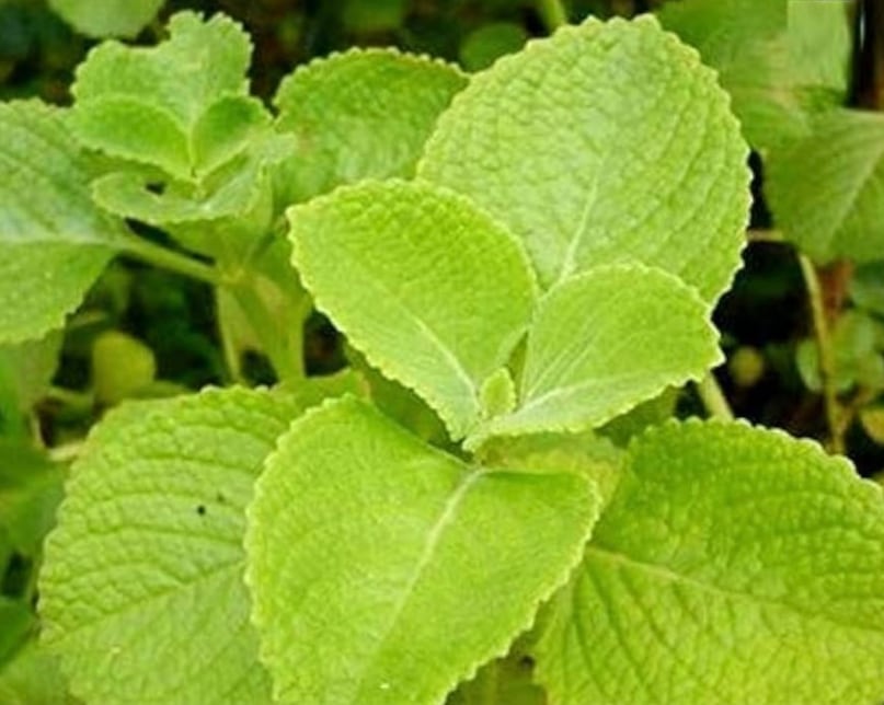 ताज़ी पत्तियों वाली अजवाइन, जिसे कई रेस्टोरेंट अब स्वाद और सुगंध के लिए इस्तेमाल करते हैं