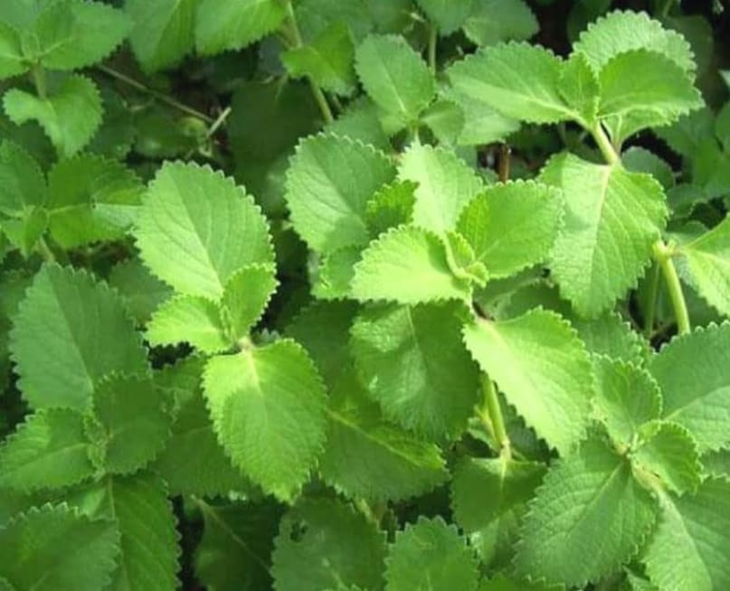 अजवाइन के पत्तों के पकौड़े—गांव में लोगों की पहली पसंद।