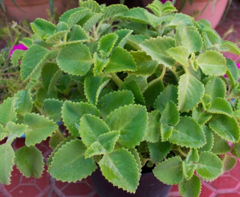 करीब दस साल पहले एक दोस्त से जानकारी मिलने के बाद सुमन ने अपने गार्डन में इसकी खेती शुरू की थी