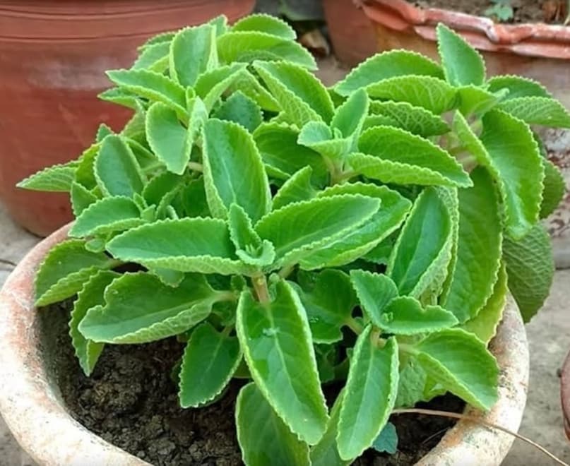 स्यंदन सुमन, जो दूसरों किसानों को भी इस पौधे की खेती अपनाने की सलाह देते हैं।