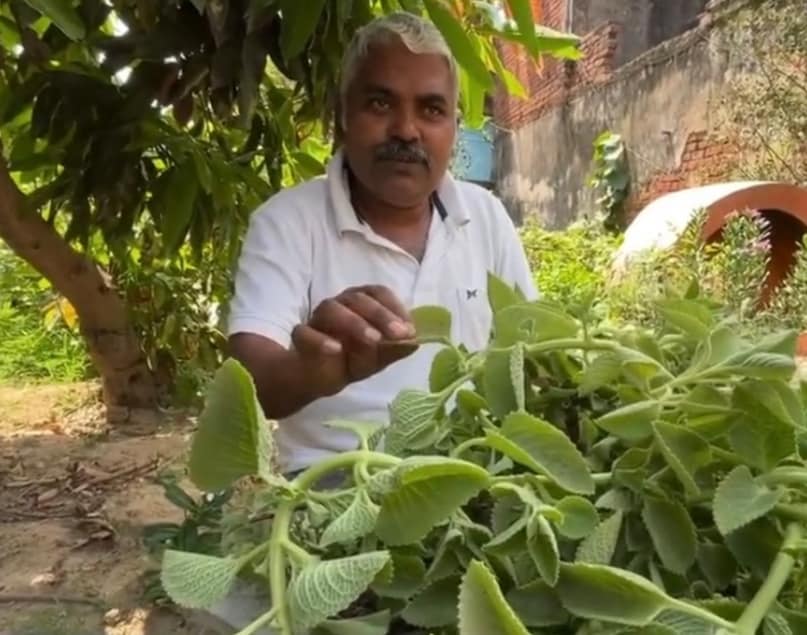 स्थानीय बाजार में बेची जाने वाली पत्तियों वाली अजवाइन की ताज़ी पत्तियां।