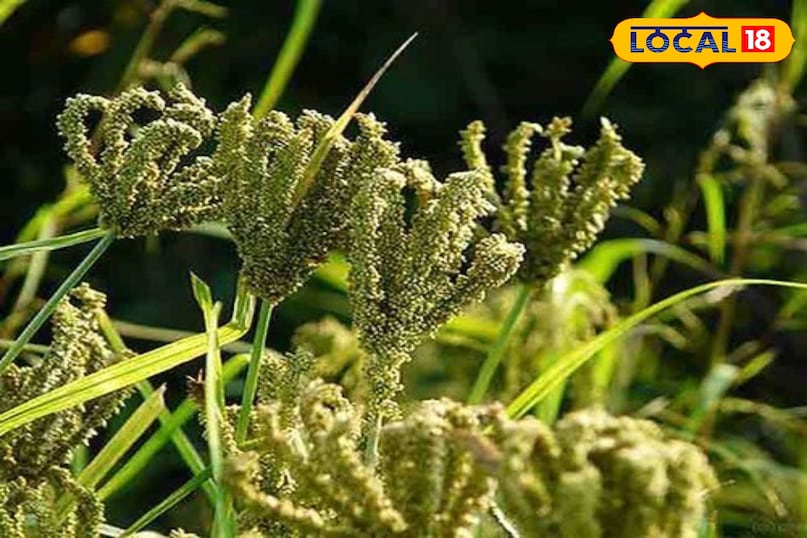 grain which is born in mountains soil grain which is born in mountains soil