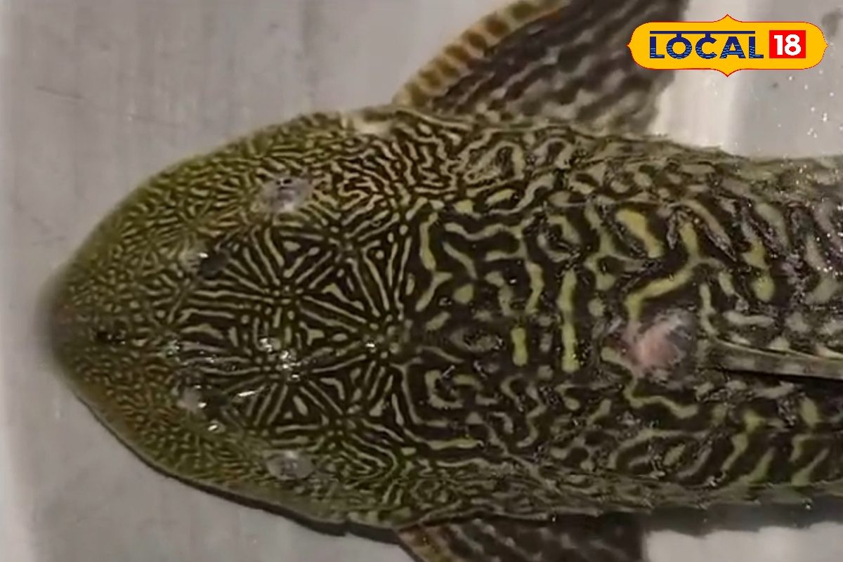 बिहार में मिली अमेरिकी मछली, देखने के लिए उमड़ी लोगों की भीड़, है बेहद खतरनाक