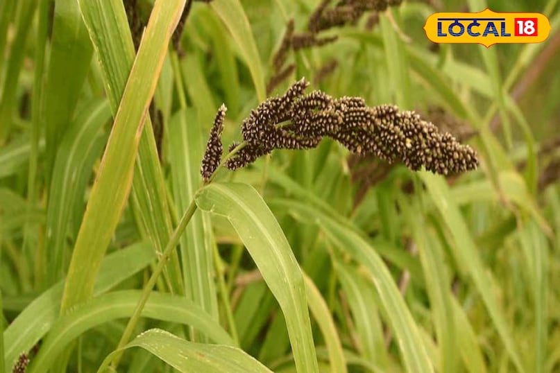 the place of jhangora kheer in pahadi culture 