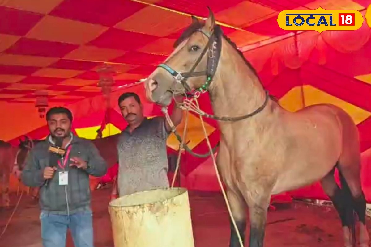 गोली जैसी रफ्तार.. नाम 'AK 56', 7 करोड़ लगी बोली! सोनपुर मेले की शान यह घोड़ा