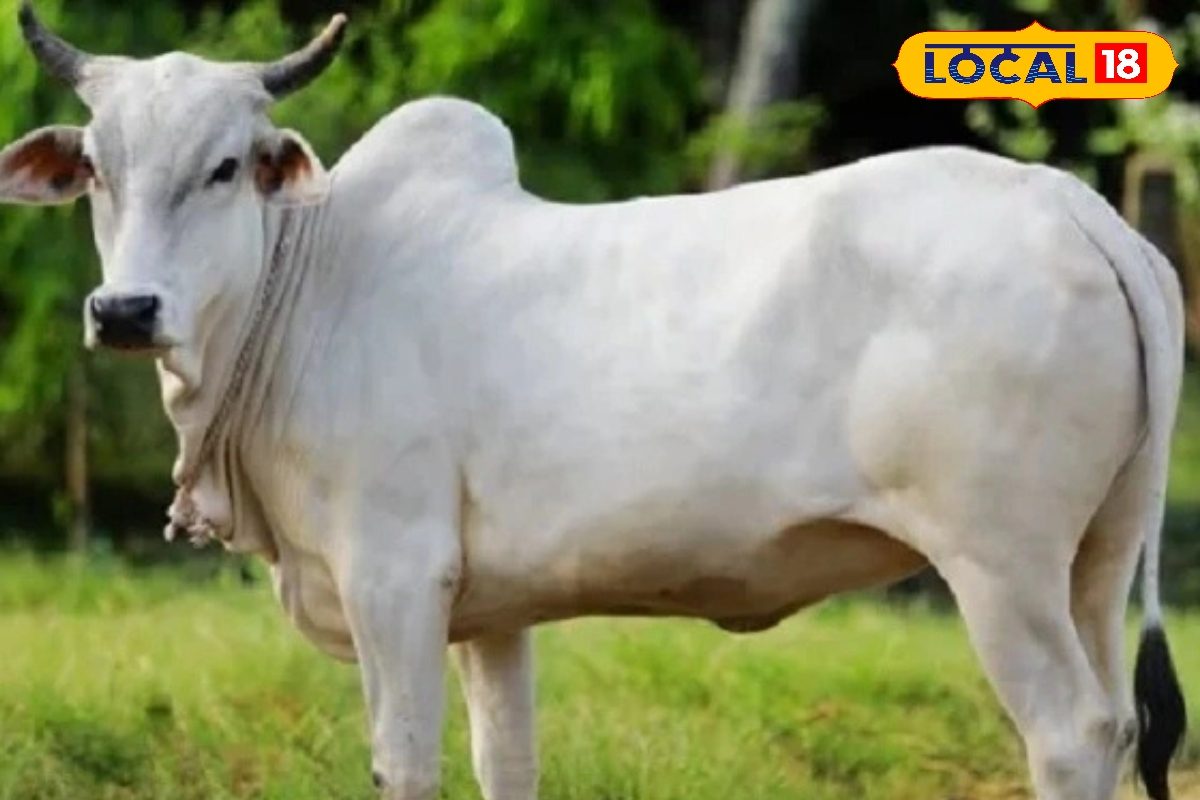 कड़कड़ाती ठंड में भी बहती है दूध की धार, नहीं होती बीमार, पाल ली ये गाय तो...