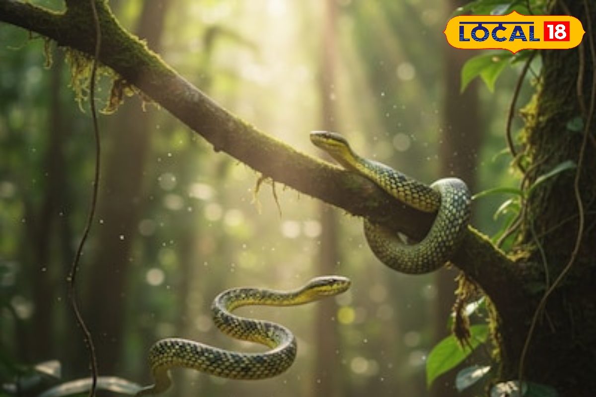 सांप की 45 प्रजातियों से भरा है यह जंगल, एक तो कुंडली मार कर करता है शिकार