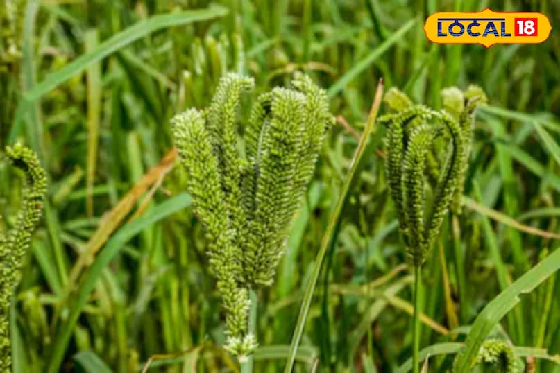 Mandua soup Mandua soup