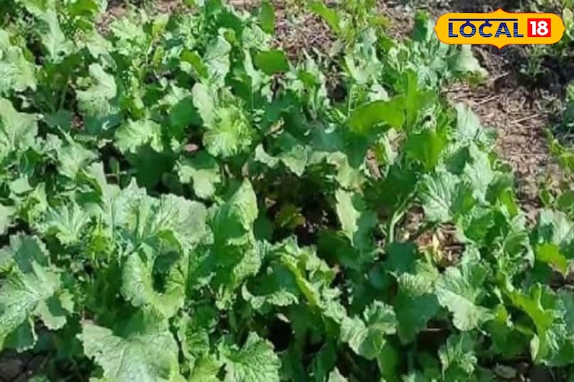 सरसों का साग